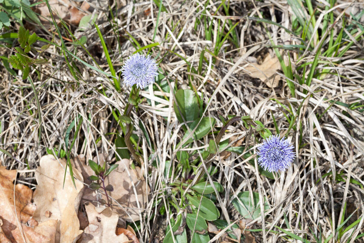 Image of Globularia bisnagarica L.