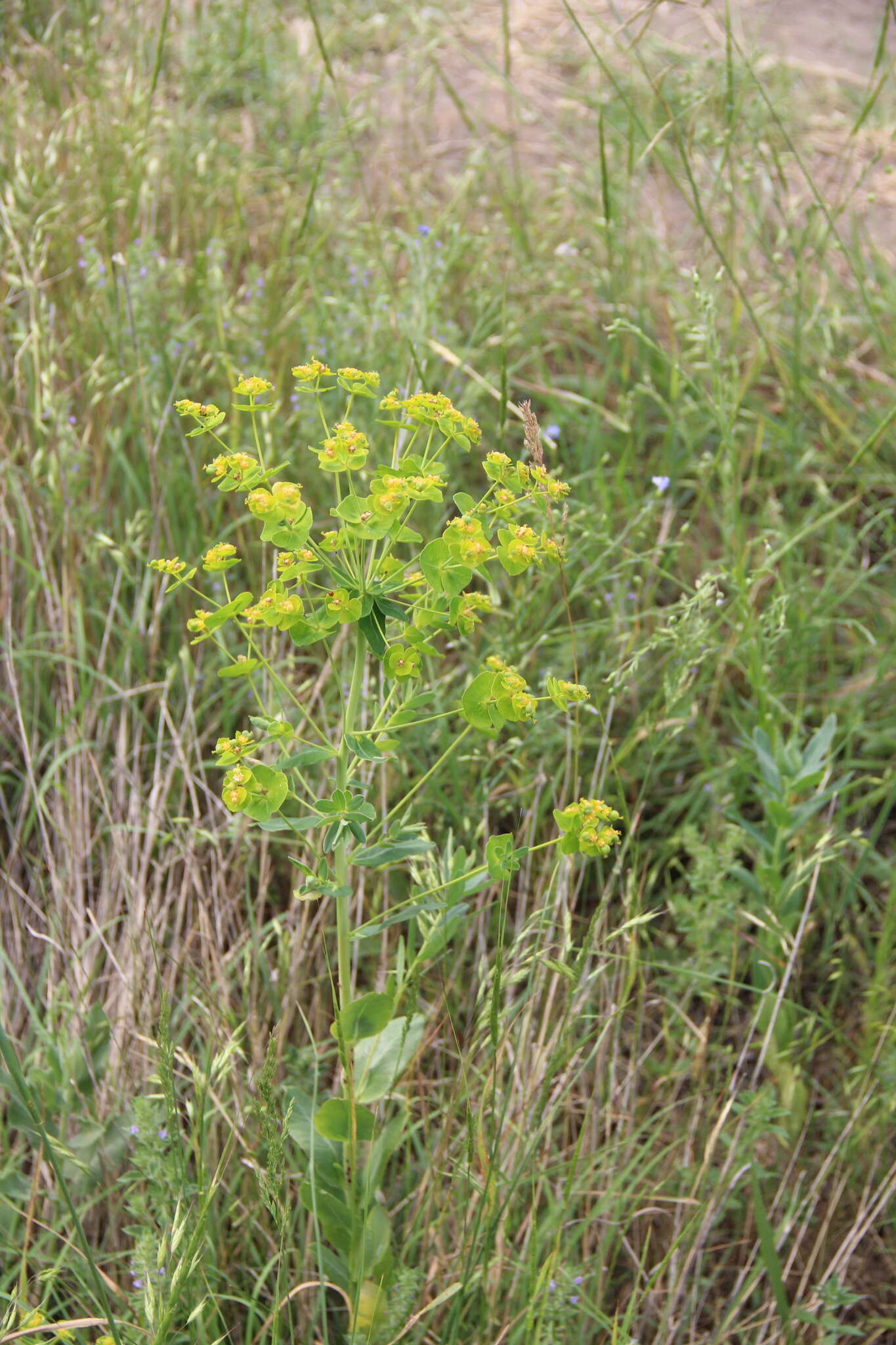 Image of Euphorbia iberica Boiss.