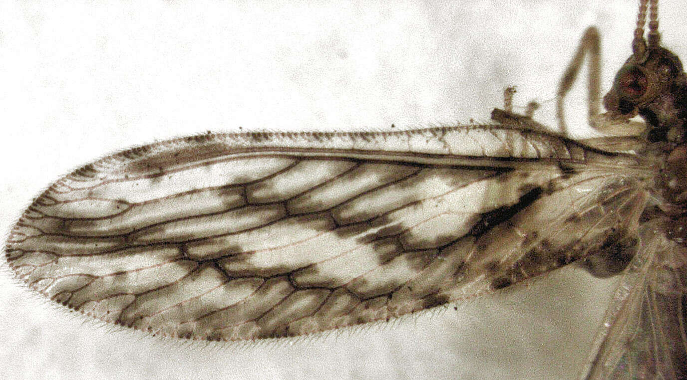 Image of Micromus bifasciatus Tillyard 1923