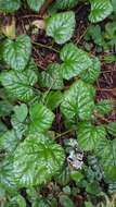 Image of snow raspberry