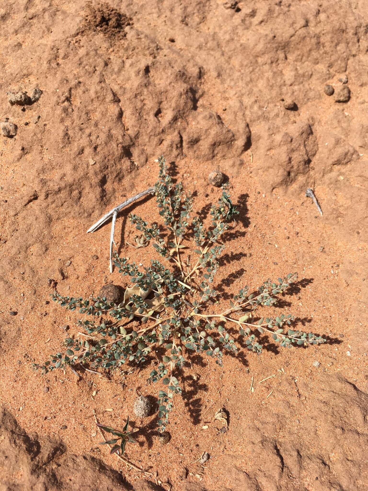 Image of Sonoran sandmat