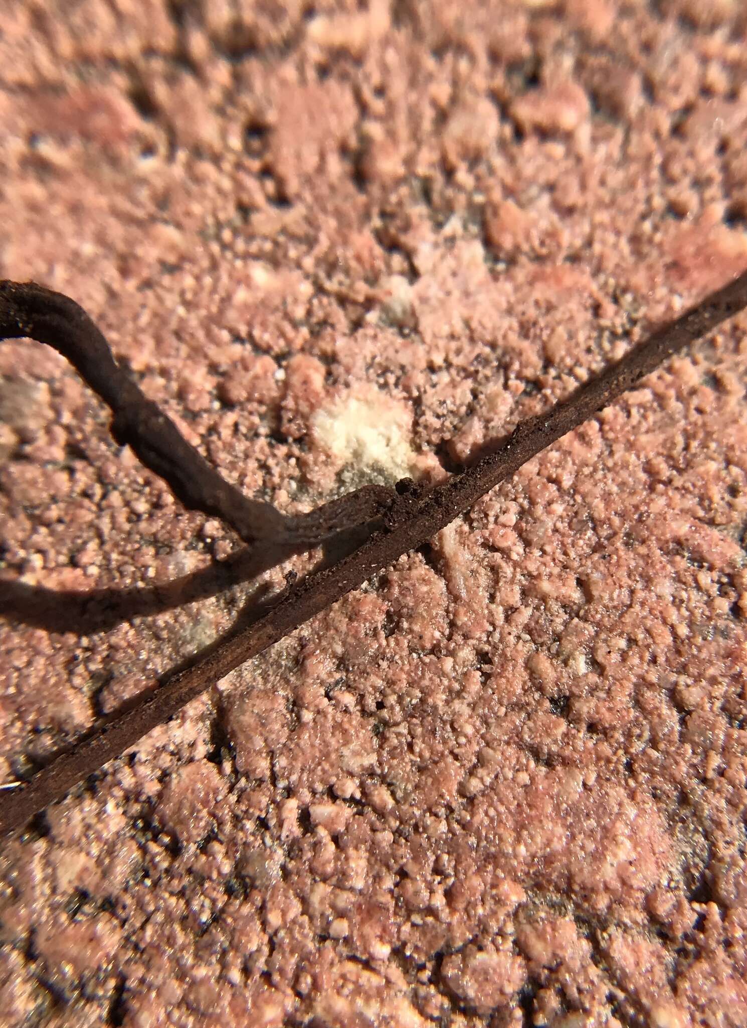 Image of Geodina guanacastensis Denison 1965