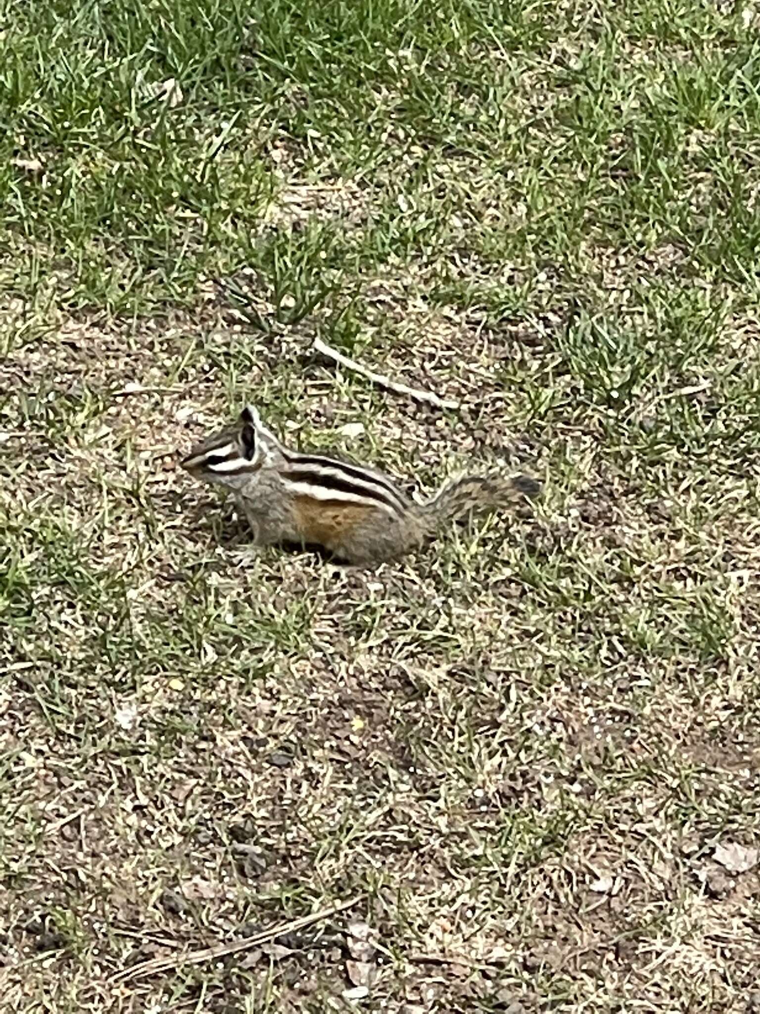 Image of Gray-collared Chipmunk