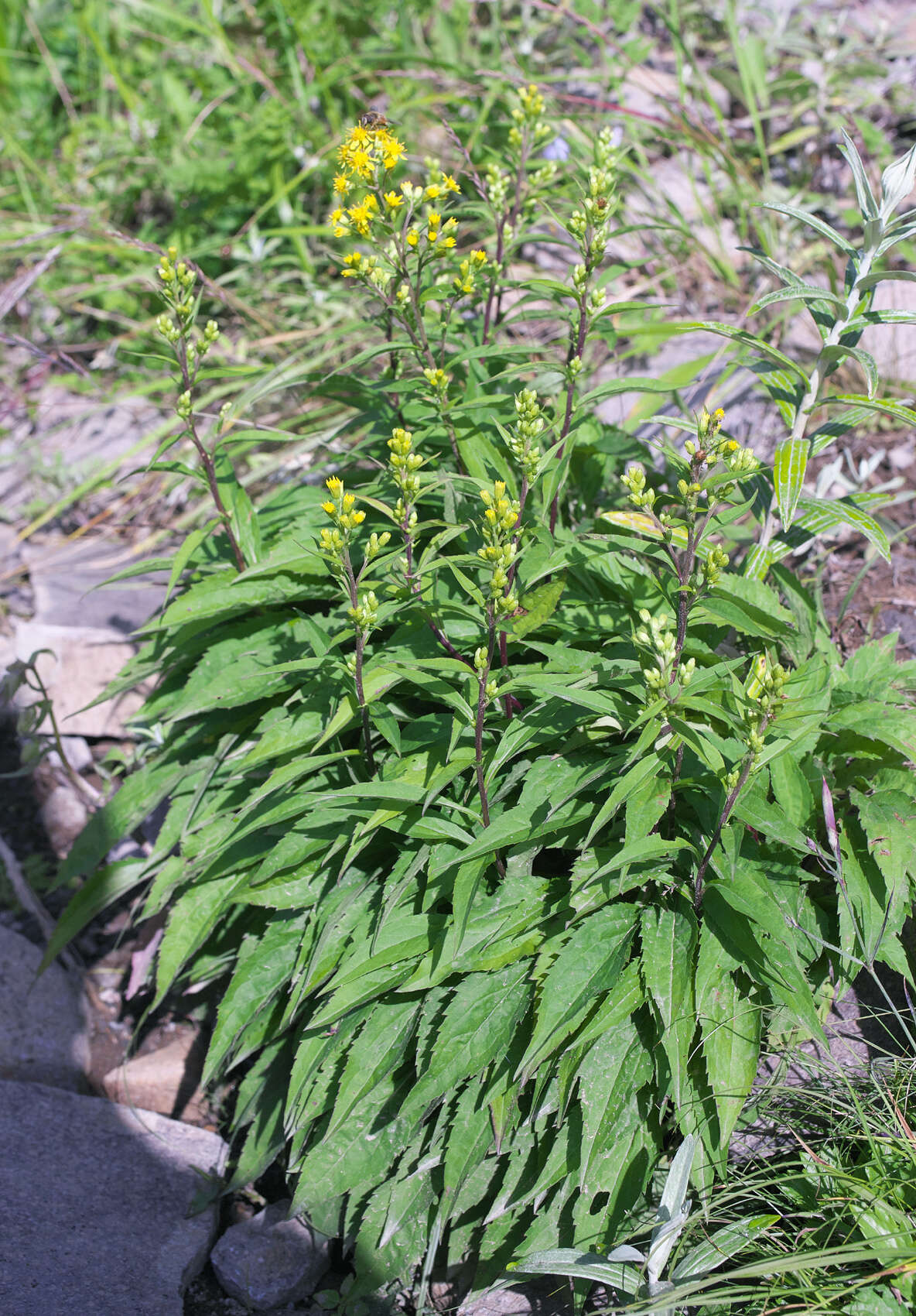 Image of Solidago virgaurea subsp. asiatica (Nakai ex Hara) Kitam. ex Hara