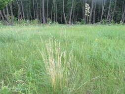 Image de Stipa pennata subsp. sabulosa (Pacz.) Tzvelev