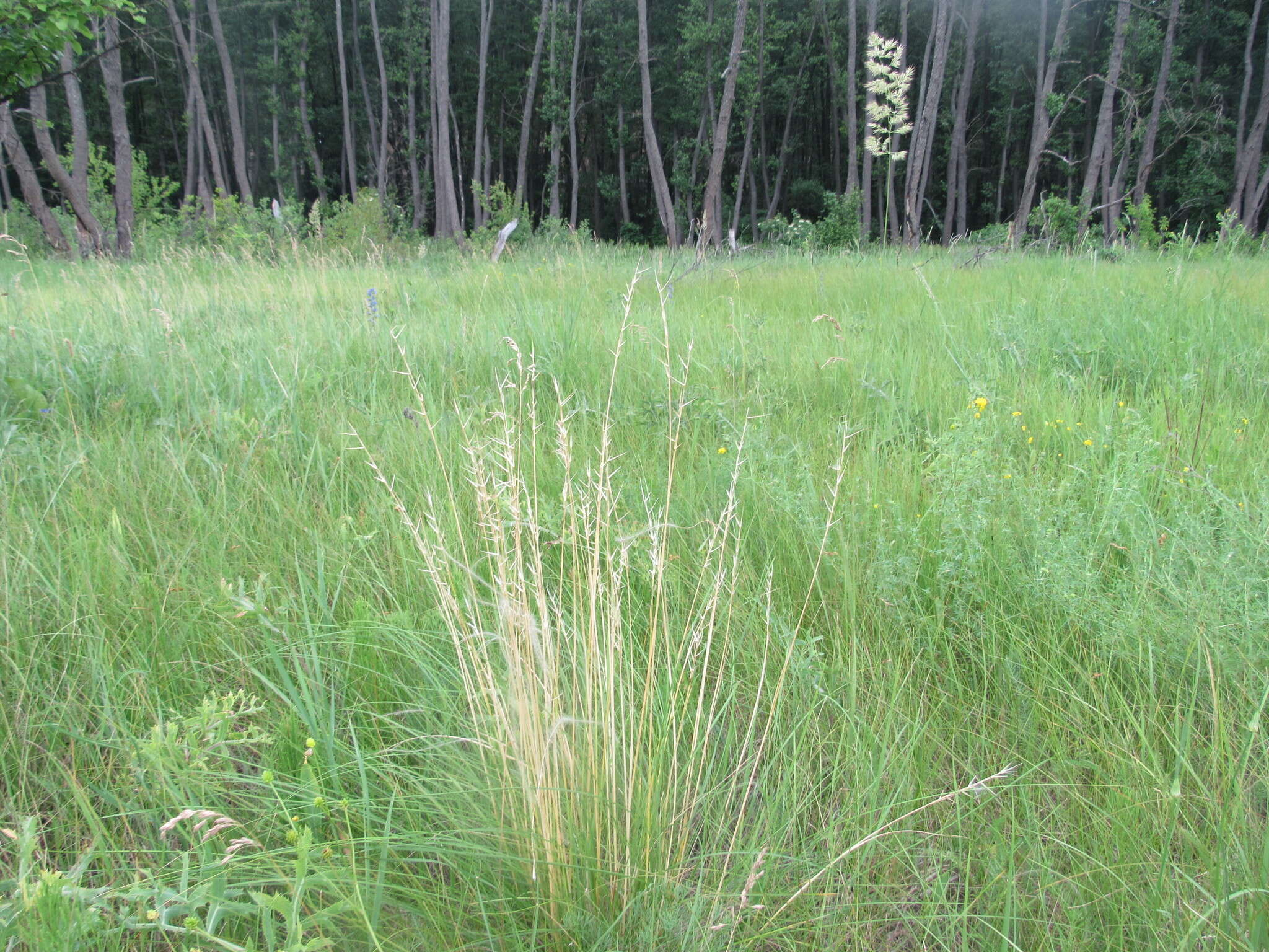 Image of Stipa pennata subsp. sabulosa (Pacz.) Tzvelev