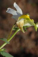 Image of Nemesia anisocarpa E. Mey. ex Benth.