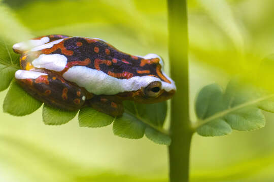 Image of Reed frog