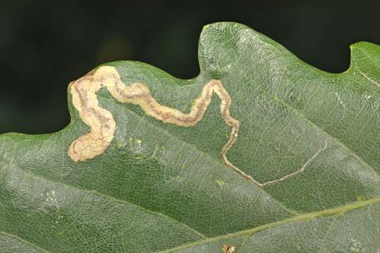 Image of Stigmella ruficapitella (Haworth 1828) Beirne 1945