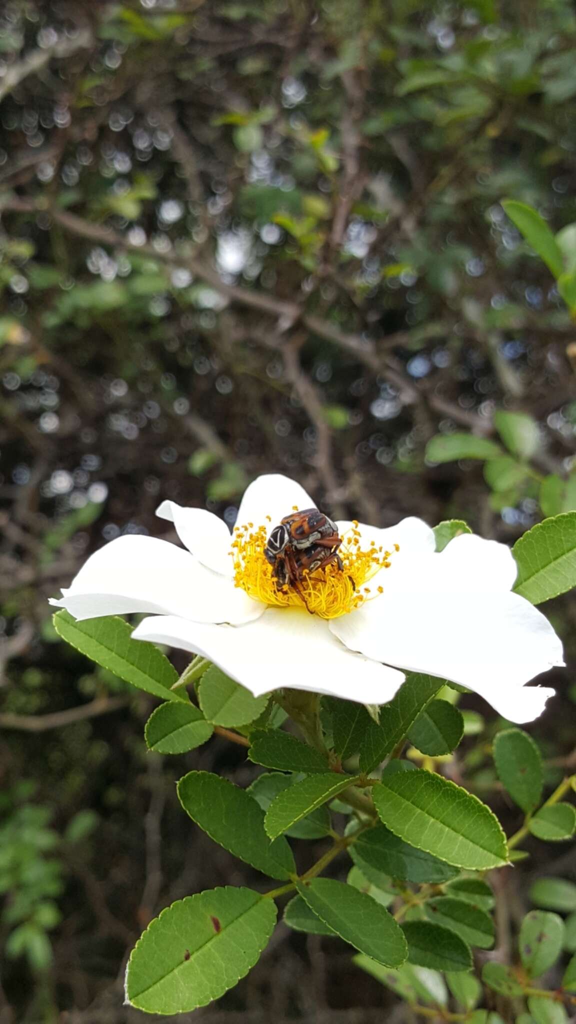 Image of Delta Flower Scarab