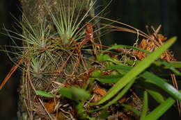 Image of Maxillaria meleagris Lindl.