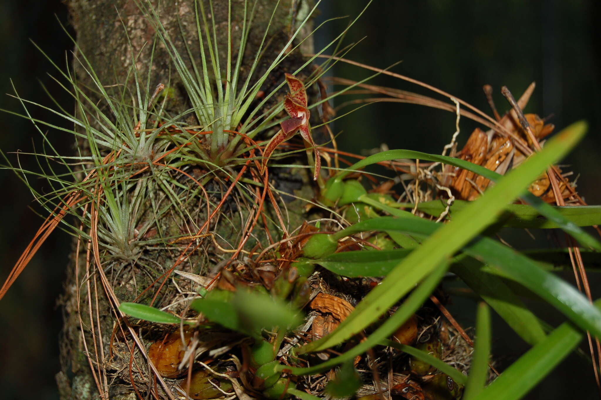 Image of Maxillaria meleagris Lindl.