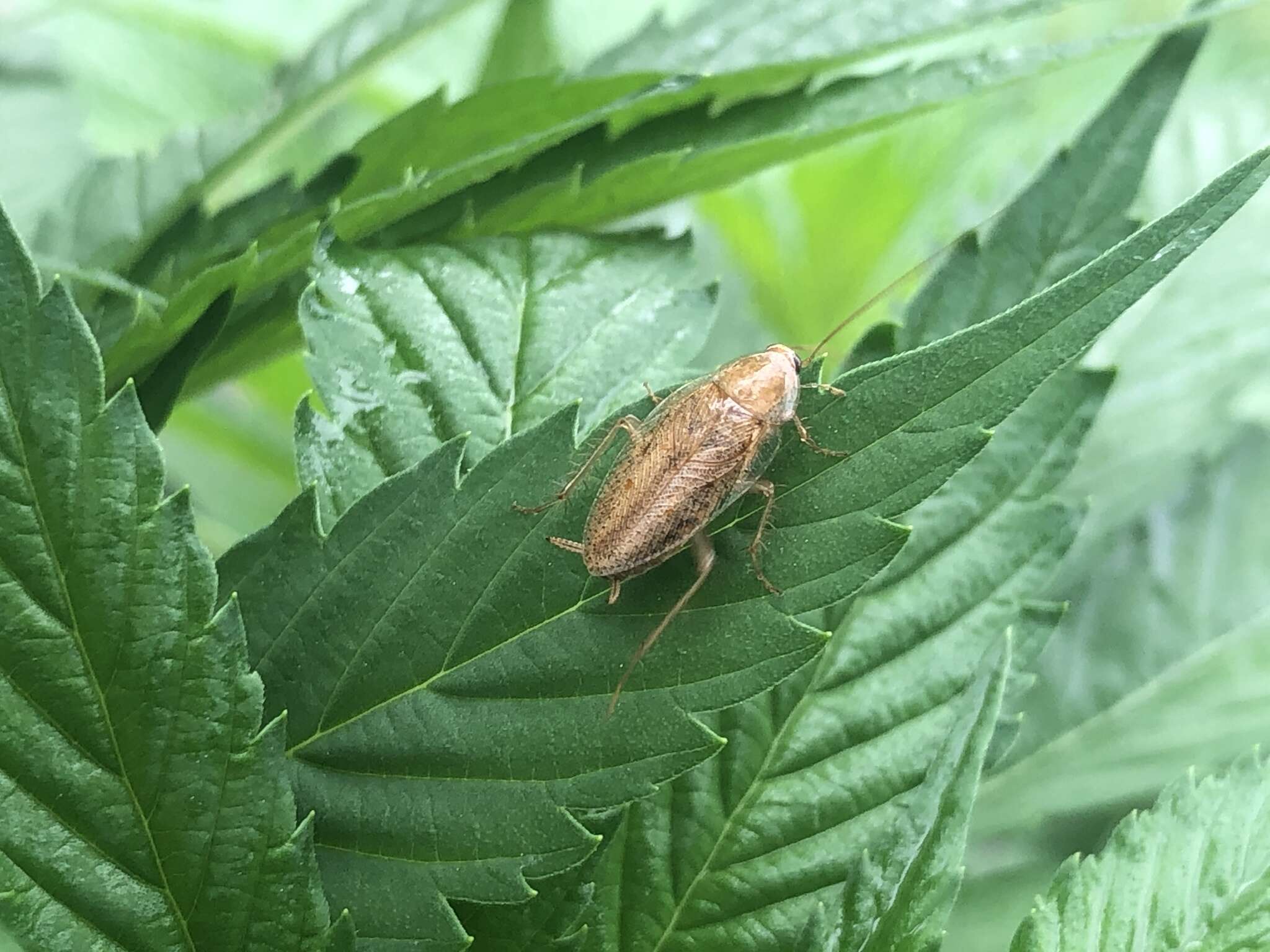 Image of tawny cockroach