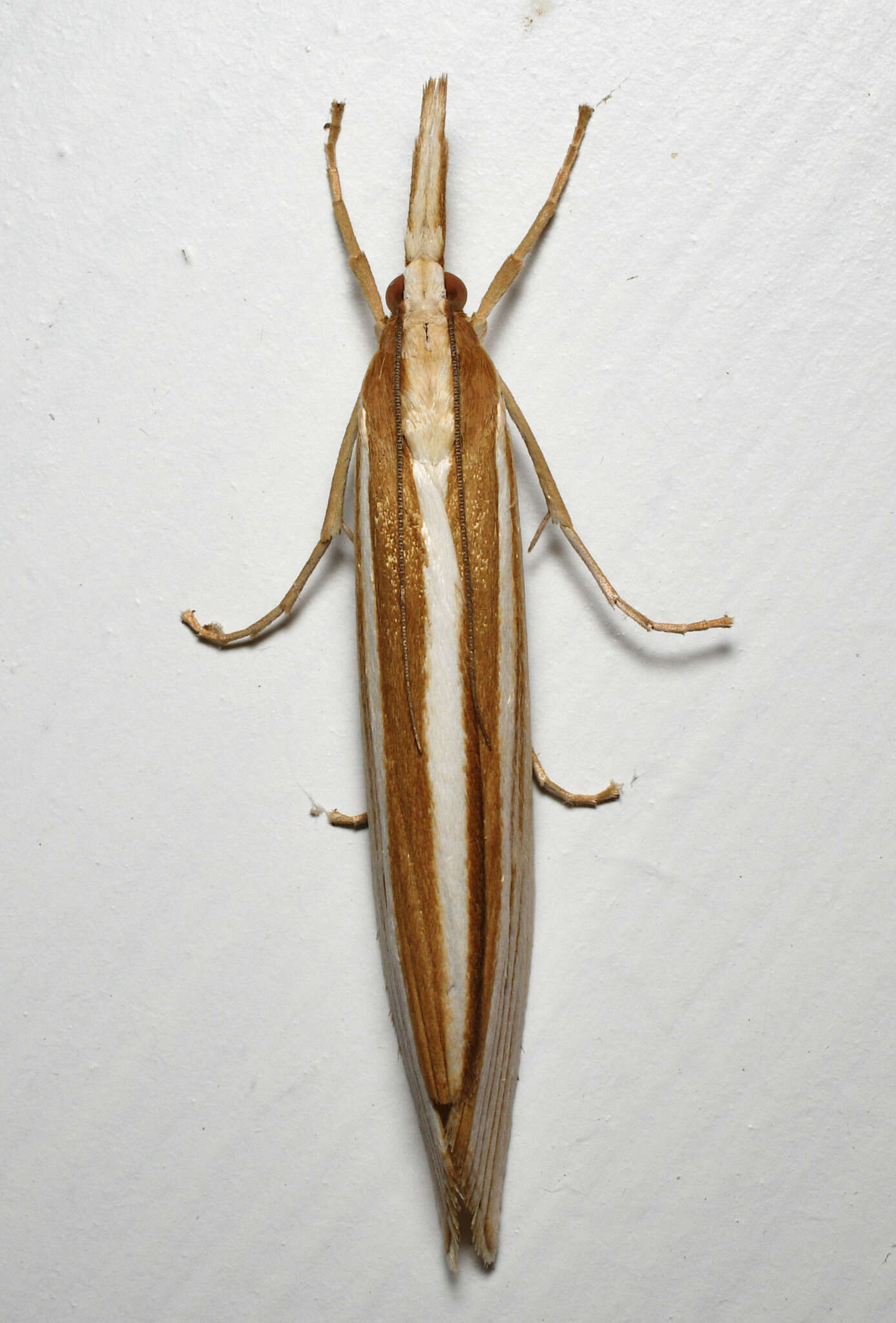 Image of Orocrambus angustipennis Zeller 1877