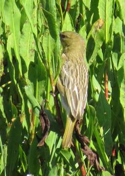 Image of African Masked Weaver