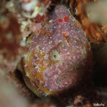 Image of Bandfin frogfish