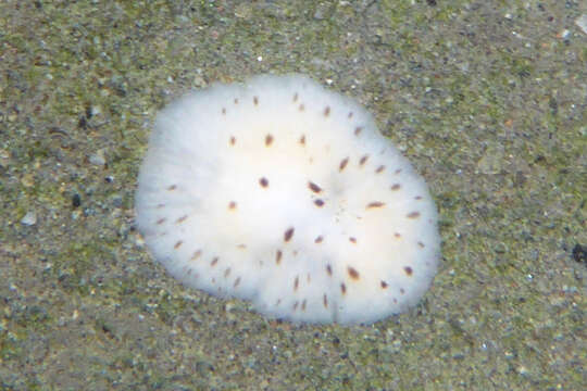 Image de Stylochus (Stylochus) californicus Hyman 1953