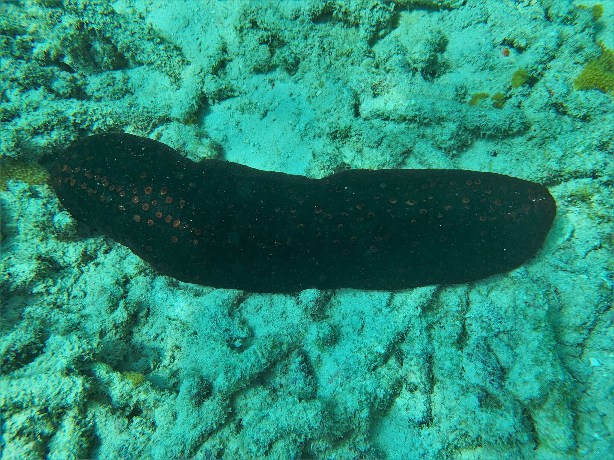 Image of Bohadschia atra Massin, Rasolofonirina, Conand & Samyn 1999