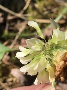 Image of running glade clover