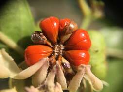 Слика од <i>Glochidion rubrum</i>