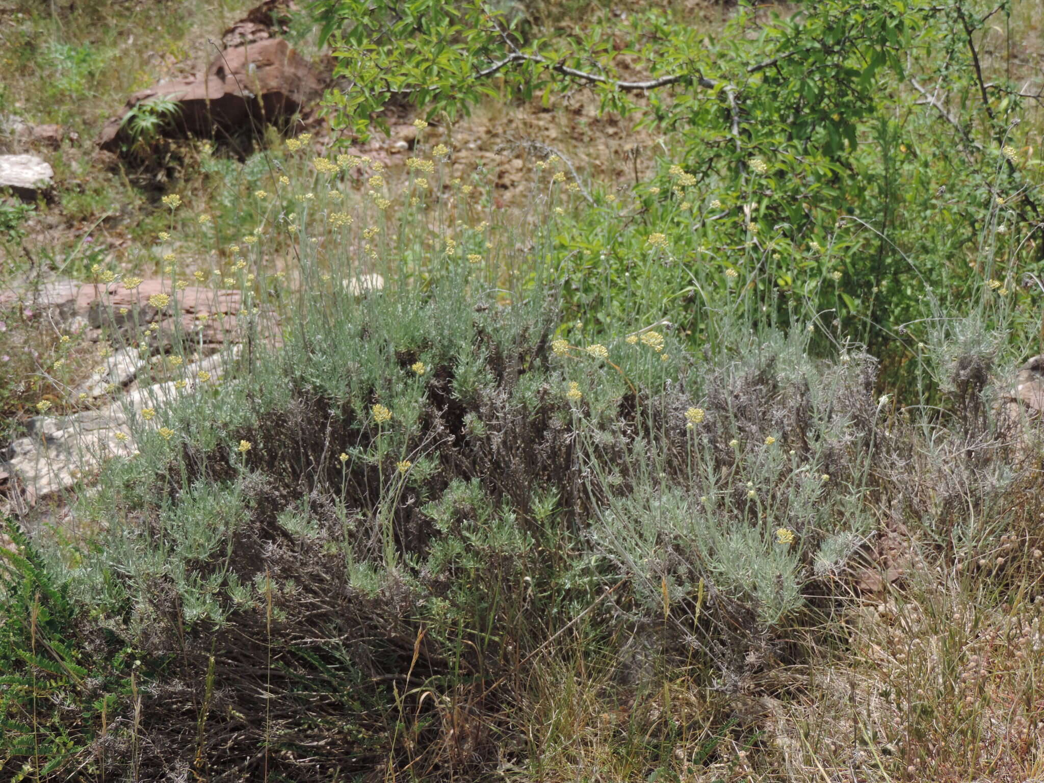 Imagem de Helichrysum italicum subsp. italicum