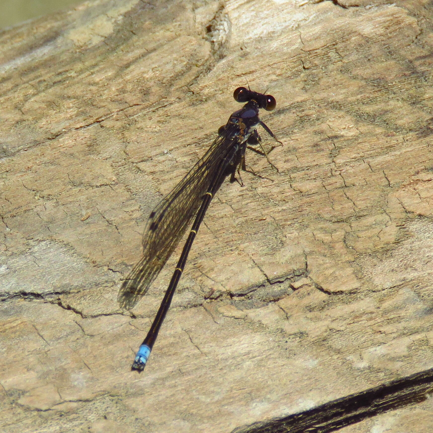 Image of Blue-tipped Dancer