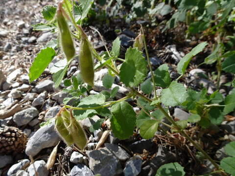 Image of Ononis rotundifolia L.