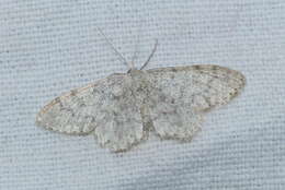 صورة Idaea typicata Guenée 1858