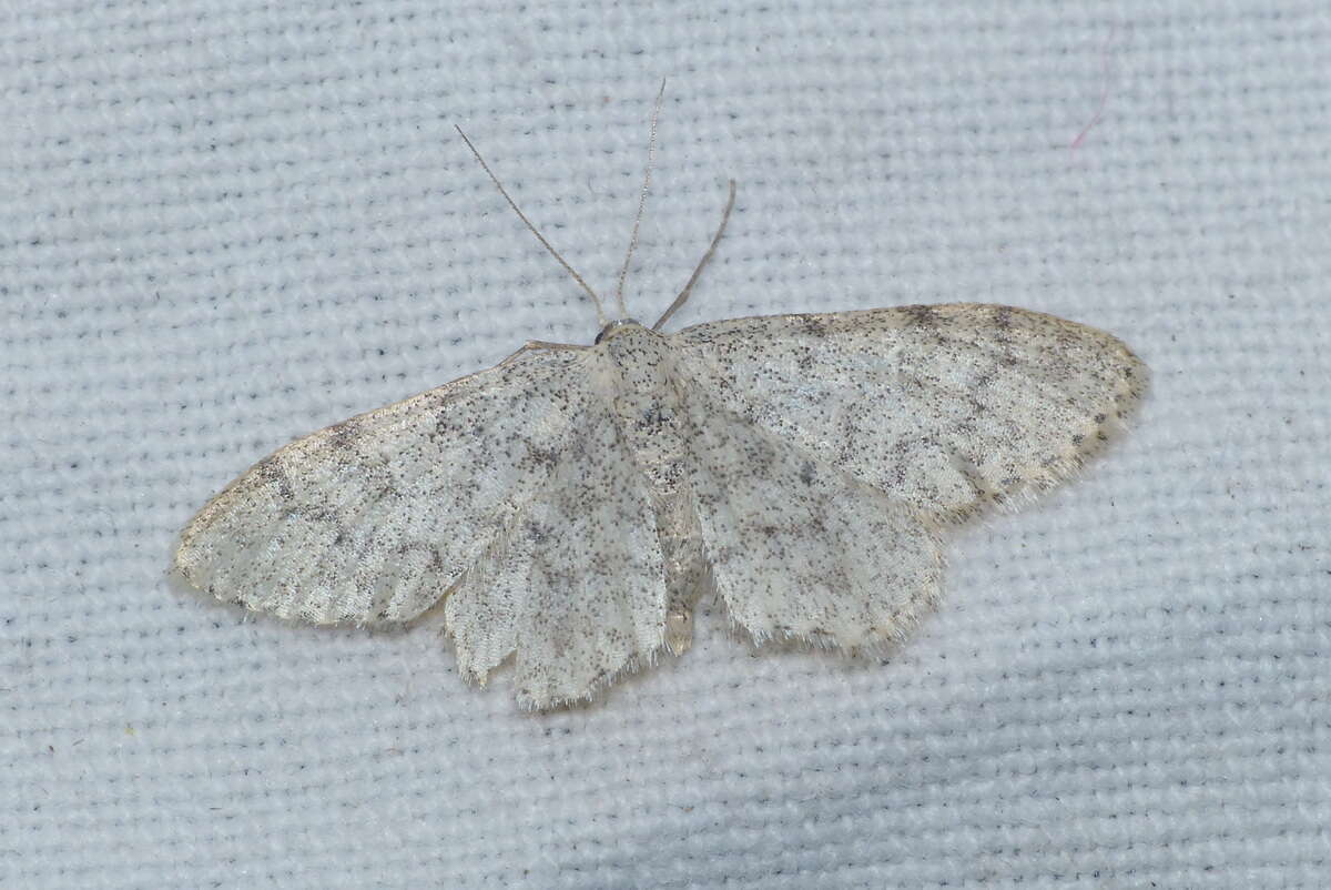 Image de Idaea typicata Guenée 1858