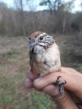 Image of Happy Wren