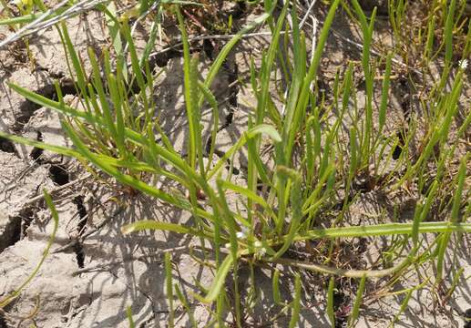 Image of Plantago tenuiflora Waldst. & Kit.