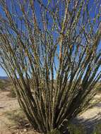 Image of Fouquieria splendens subsp. splendens