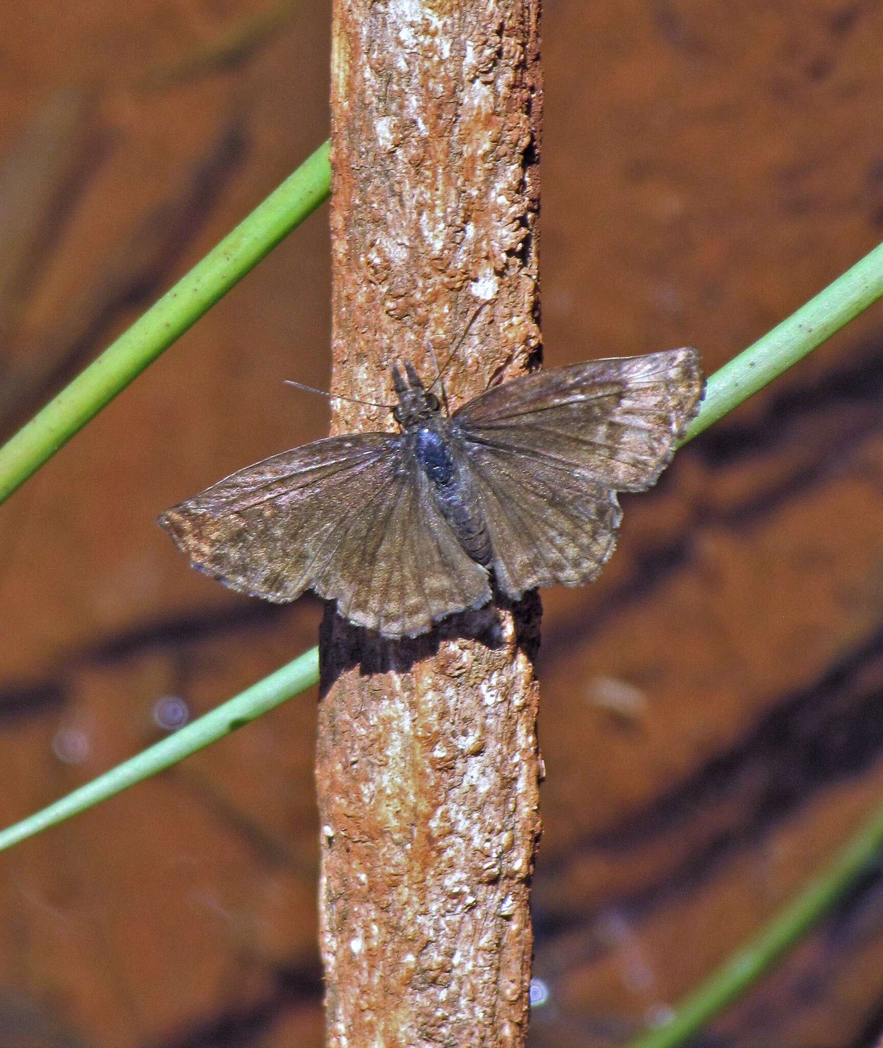 Image of Anisochoria sublimbata Mabille 1883