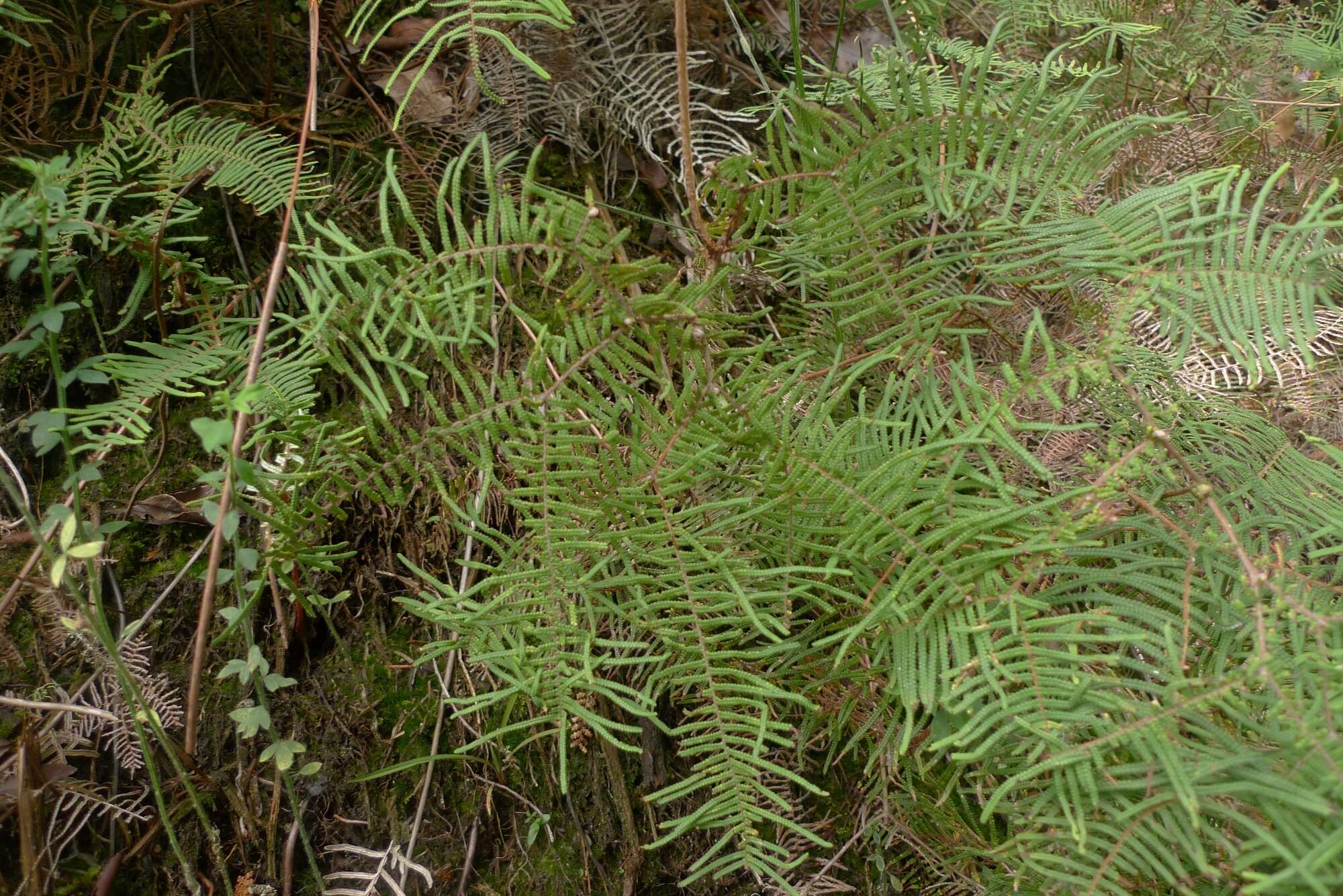 Image de Gleichenia dicarpa R. Br.