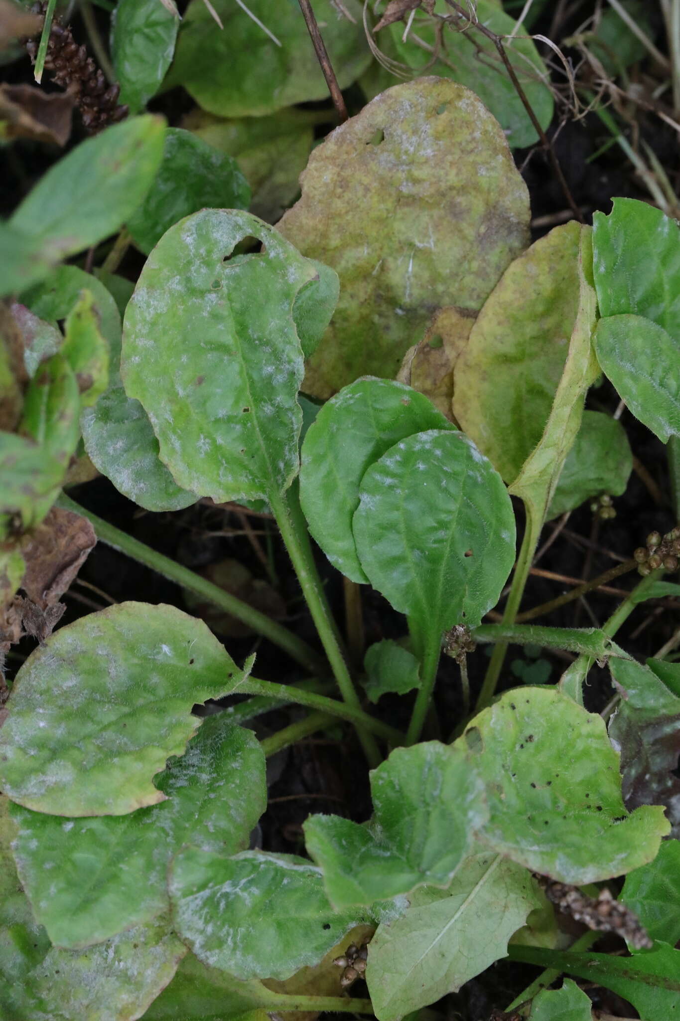 صورة Golovinomyces sordidus (L. Junell) V. P. Heluta 1988