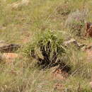 Image of Xerophyta purpurascens Behnke