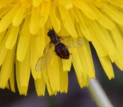 Image of Syrphid fly