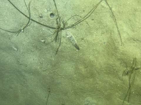 Image of California tonguefish