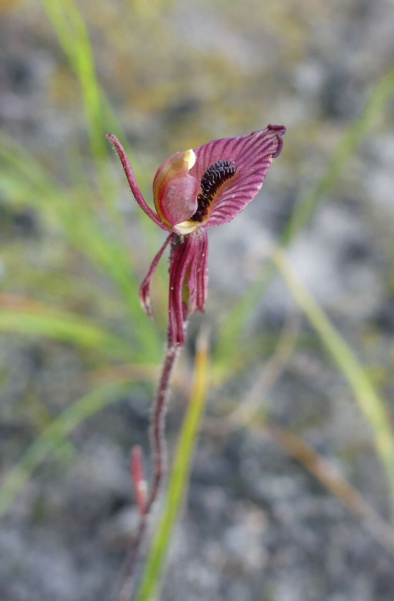 Caladenia cairnsiana F. Muell. resmi