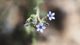 Plancia ëd Allophyllum gilioides subsp. gilioides