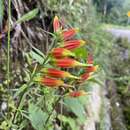 Image of Castilleja integrifolia L. fil.