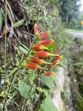 Слика од Castilleja integrifolia L. fil.