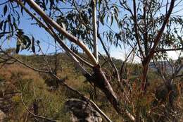 Image of Eucalyptus goniocalyx subsp. goniocalyx