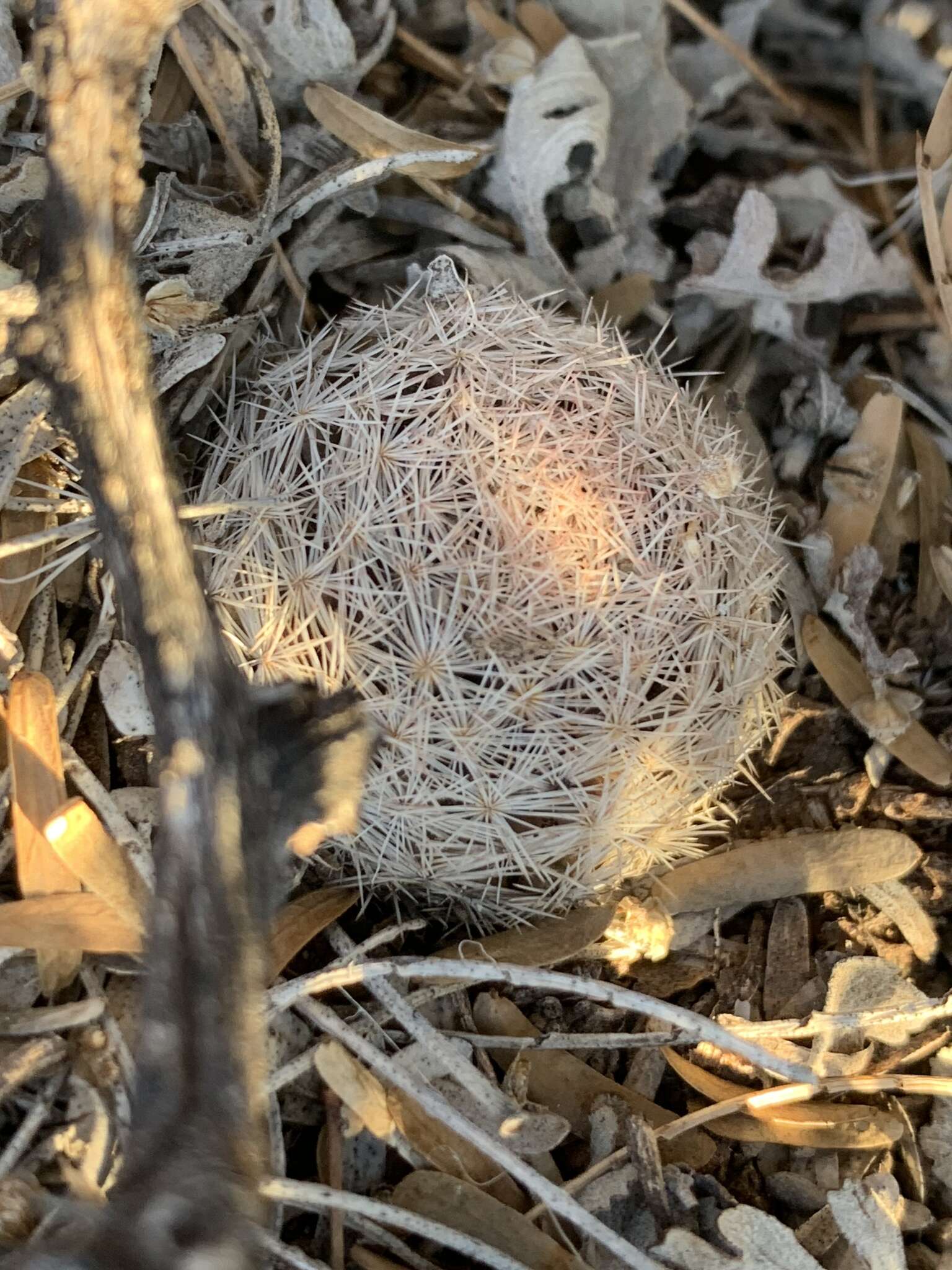 Image of Mammillaria lasiacantha subsp. lasiacantha