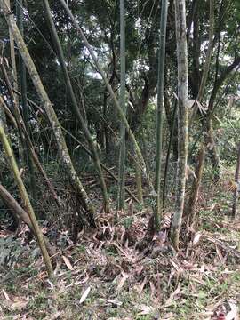 Image of wideleaf bamboo