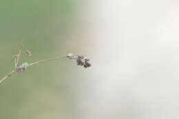 Plancia ëd Alchemilla breviloba H. Lindb.