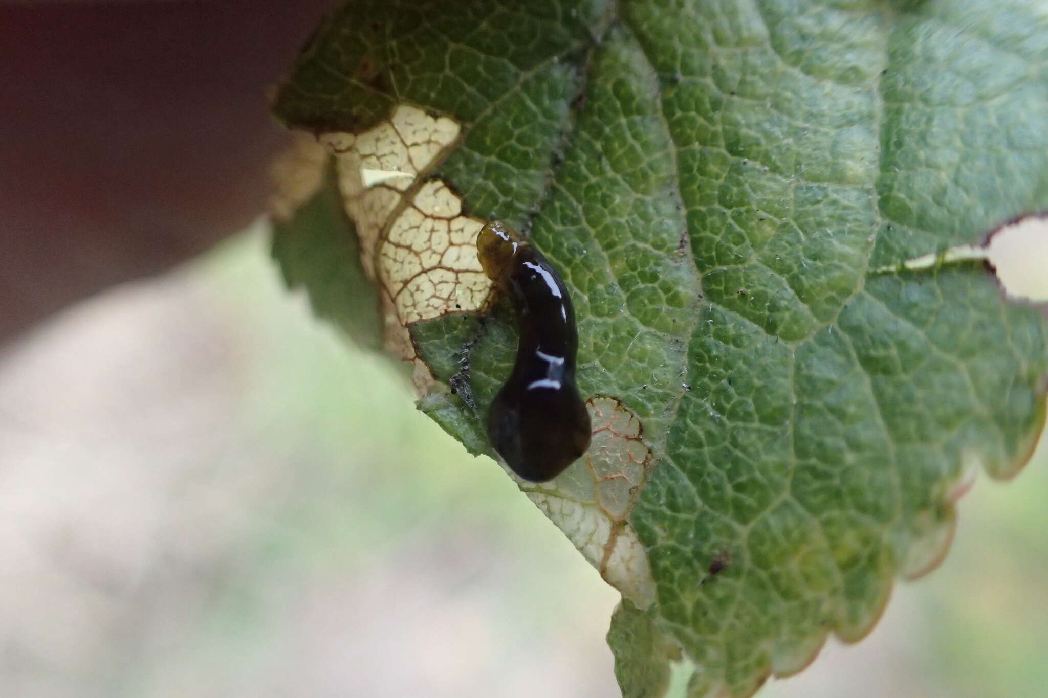 Image of Cherry slug