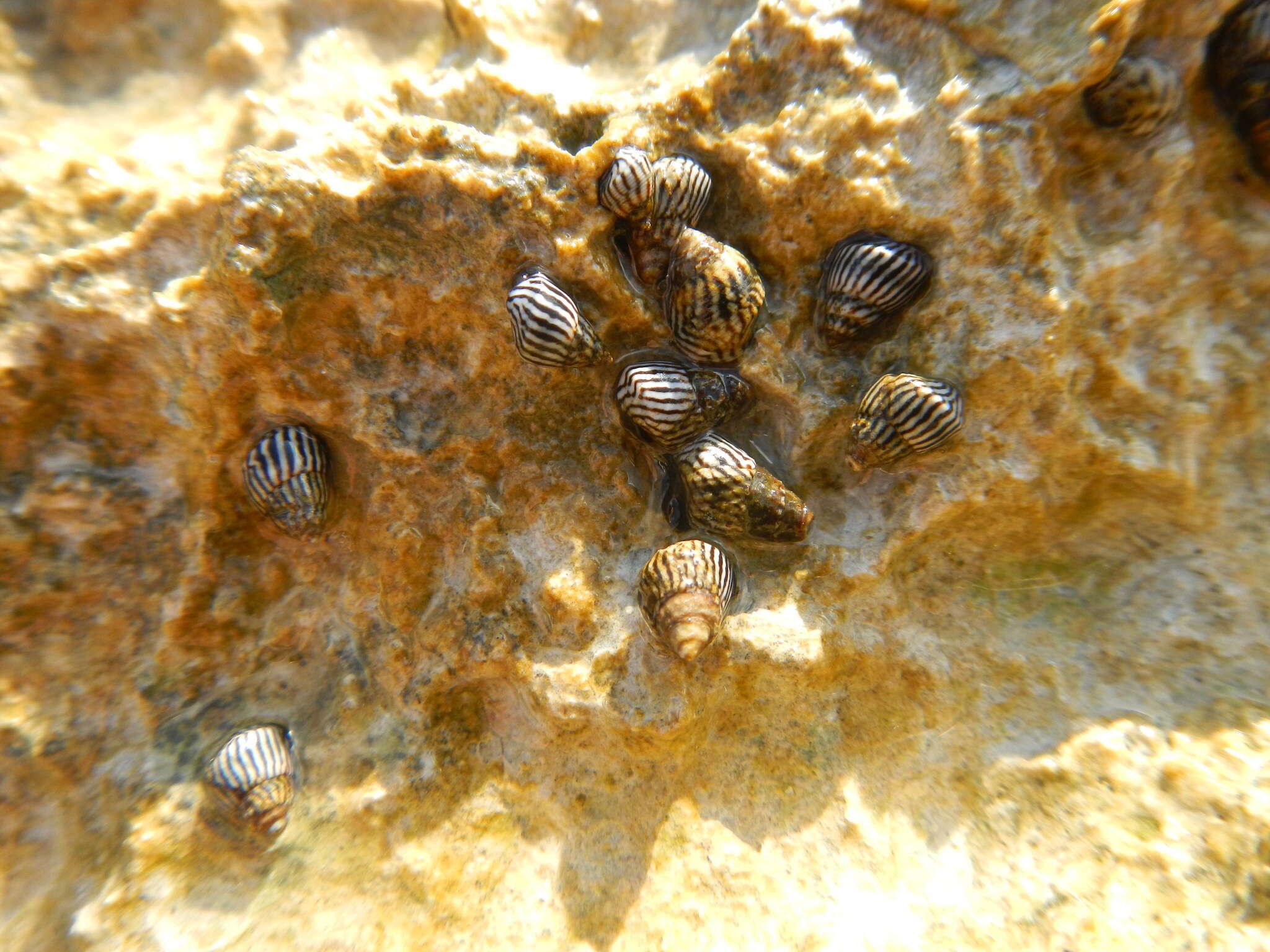 Image of zebra periwinkle