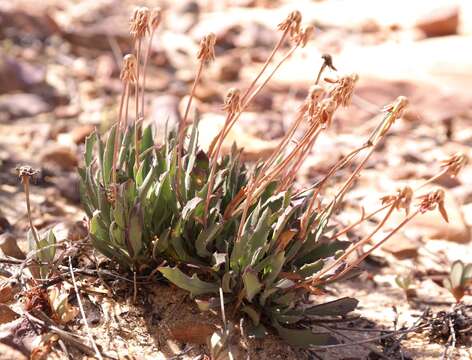 Image de Othonna humilis Schltr.