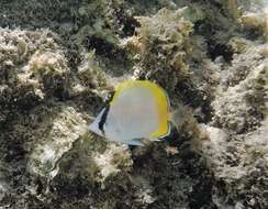 Image of Crochet Butterflyfish